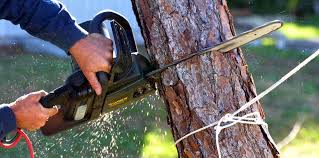 How Our Tree Care Process Works  in  Loudonville, NY